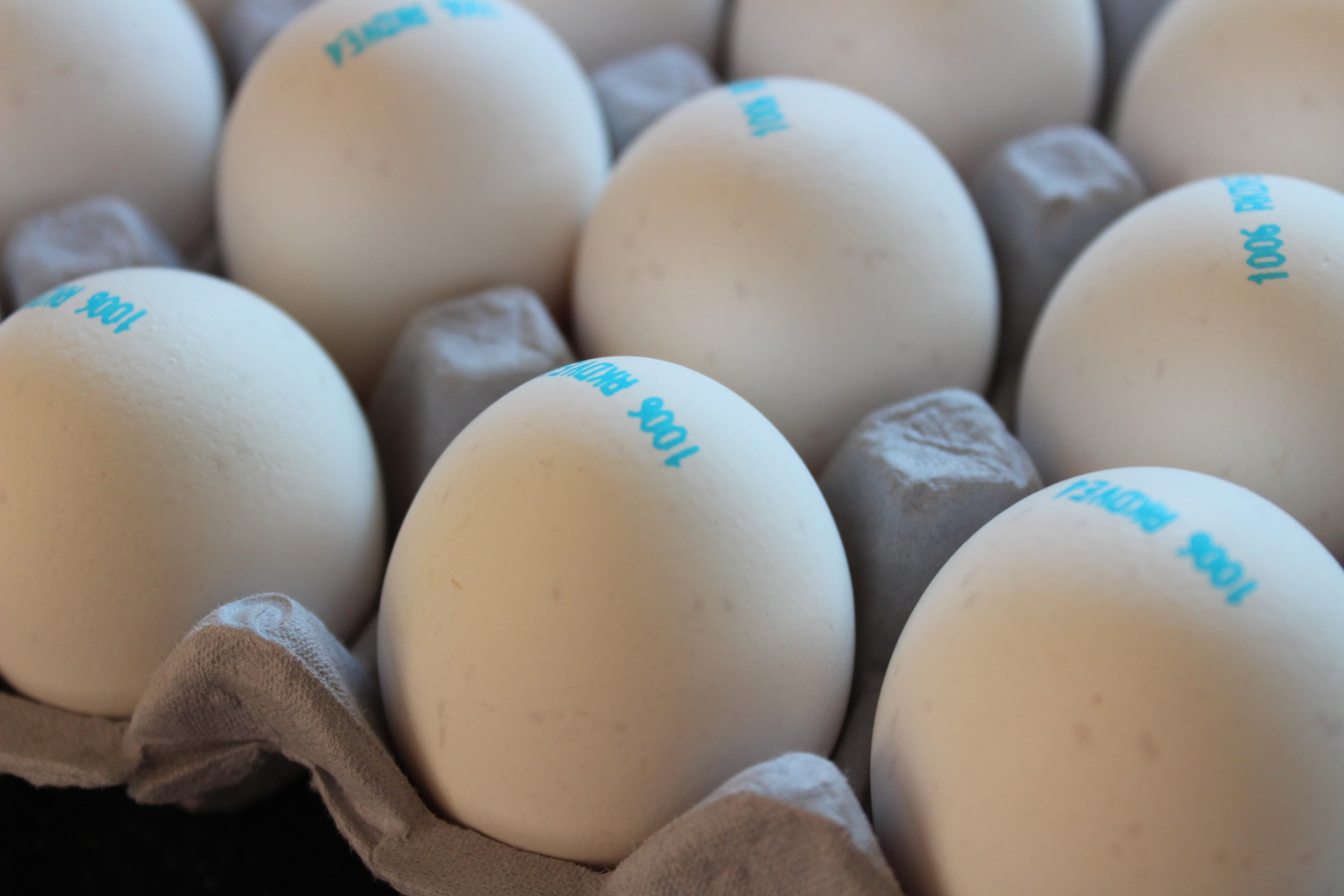 Thumbnail for: Egg whites can be transformed into a material capable of filtering microplastics