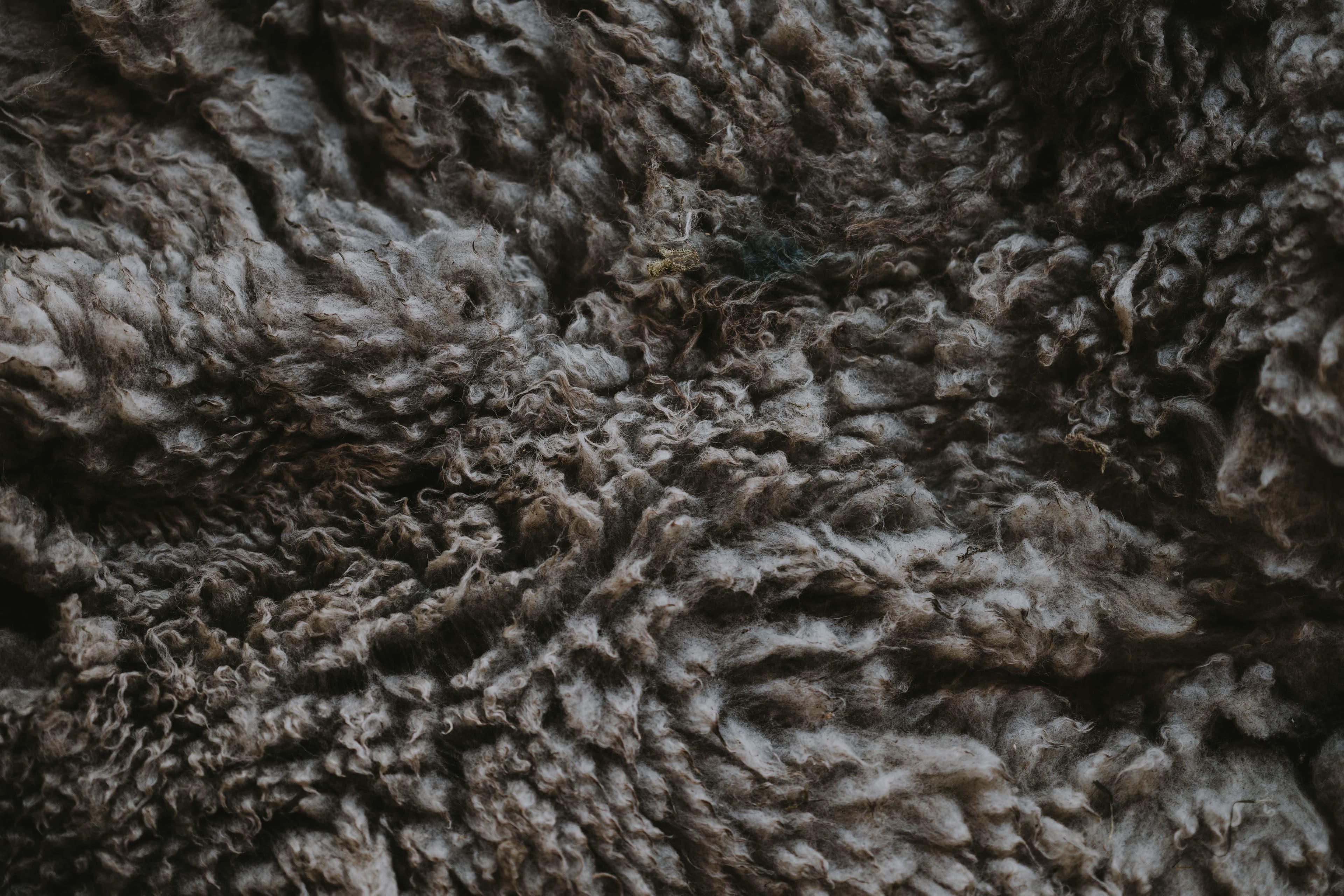 Thumbnail for: Your Favorite Fleece is Bad for the Environment