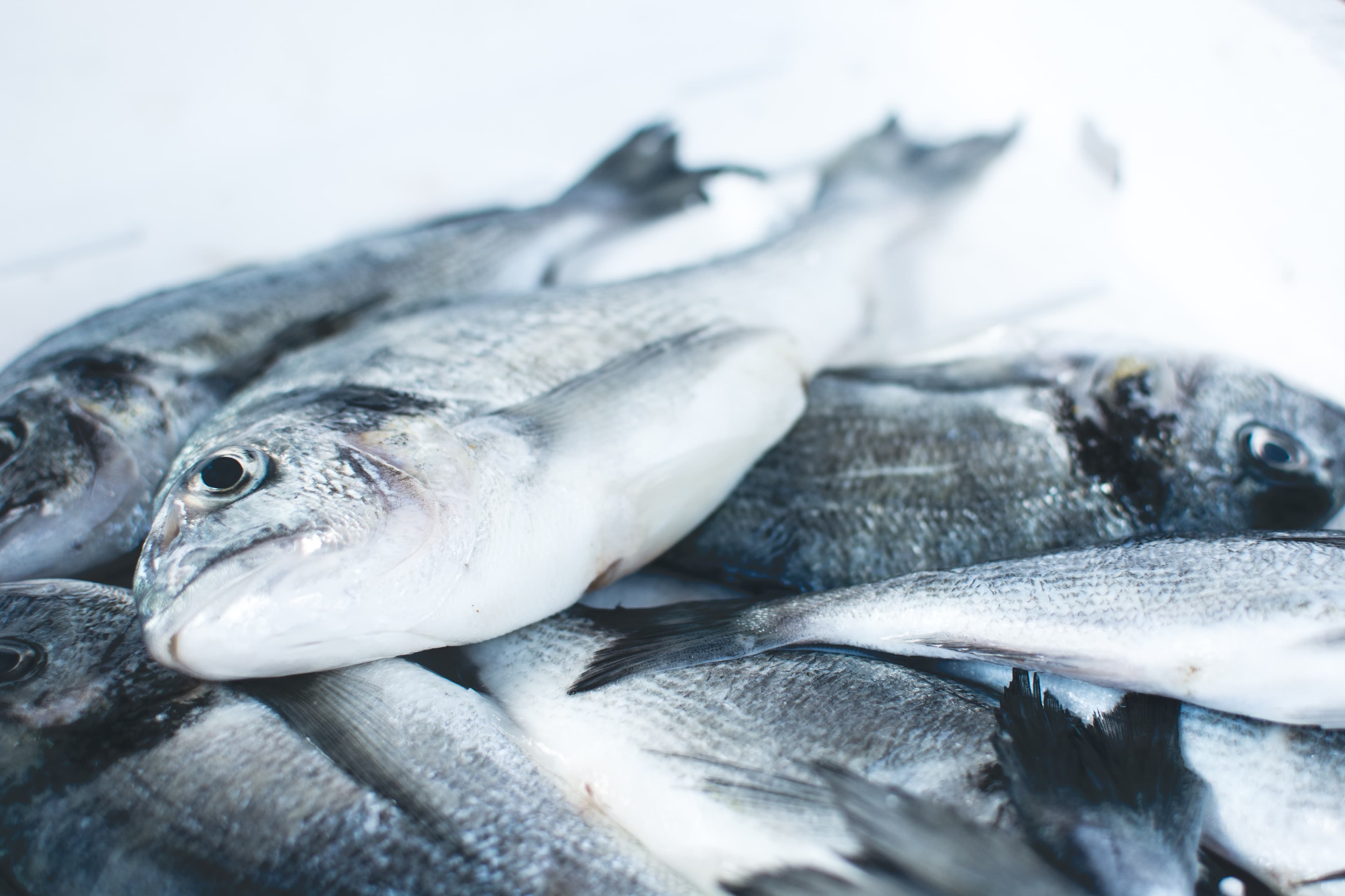 Thumbnail for: Microplastics pass through fish, but do they cause harm?