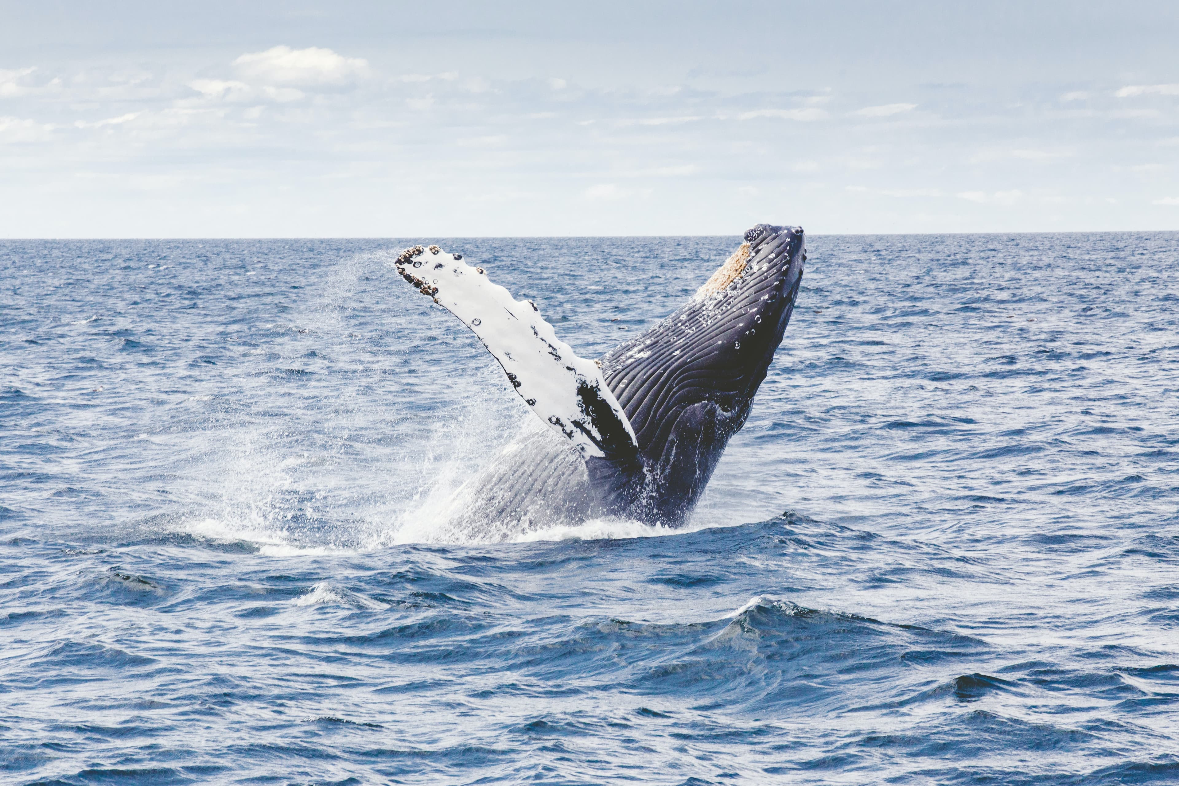 Thumbnail for: Blue whales found to swallow 10 million microplastic pieces daily